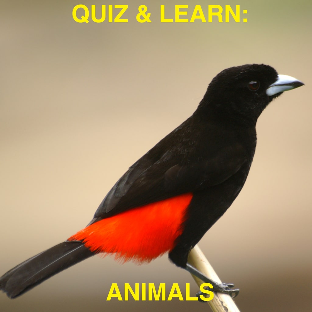 Quiz & Learn: Animals (영어)
